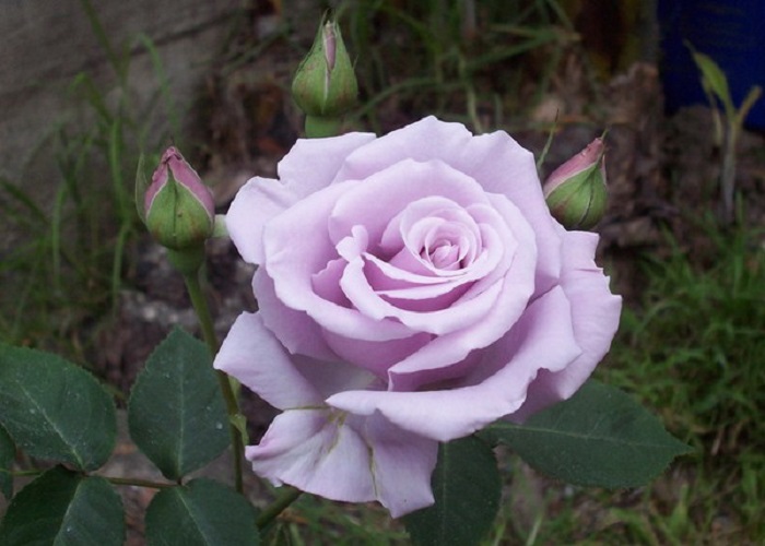 Teahibrid rózsa / Sterling